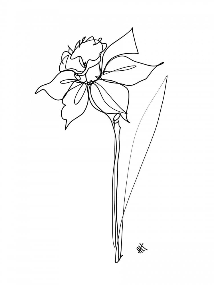 Elegant Daffodil Line Drawing by Hanna Lee Tidd — canvas wall art