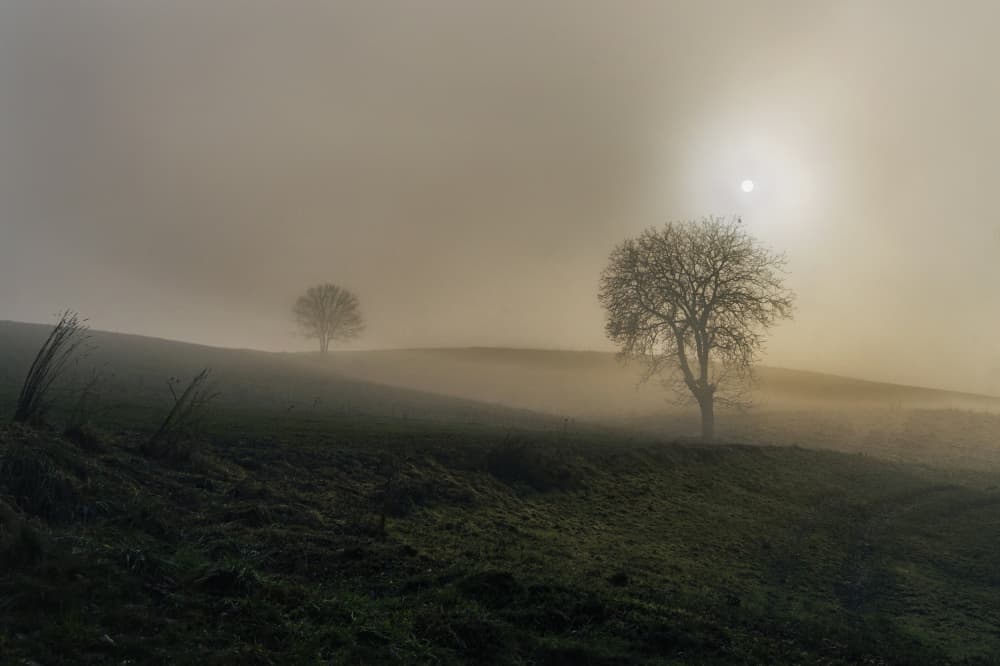 Trees in Golden Fog by Elisabeth van Helden — canvas wall art