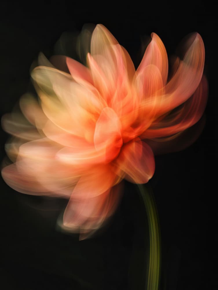 Dreamy Orange Dahlia by Bilge Paksoylu — canvas wall art