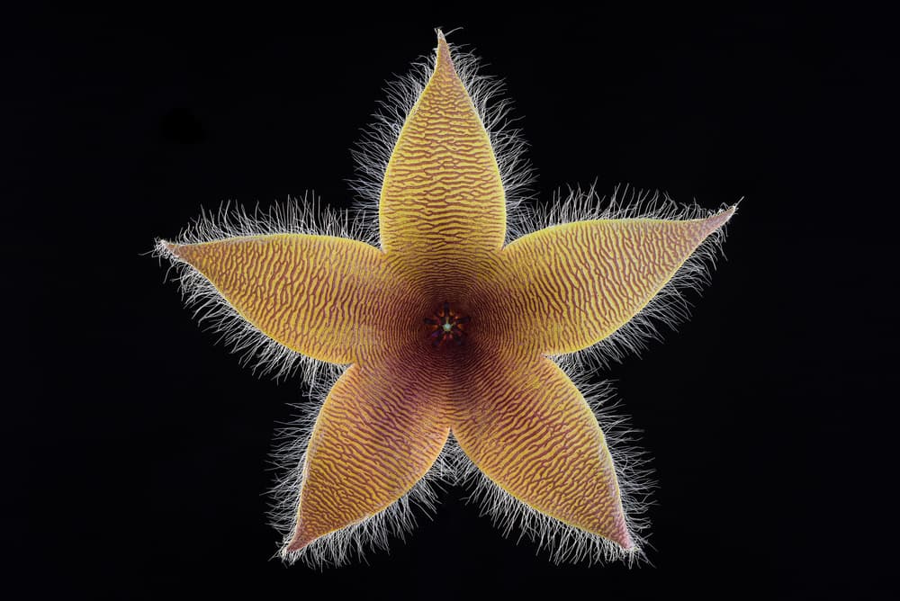 Fuzzy Star Bloom by Victor Mozqueda — canvas wall art