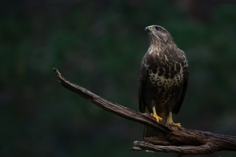 Watchful Forest Buzzard by Johan Lennartsson — canvas wall art