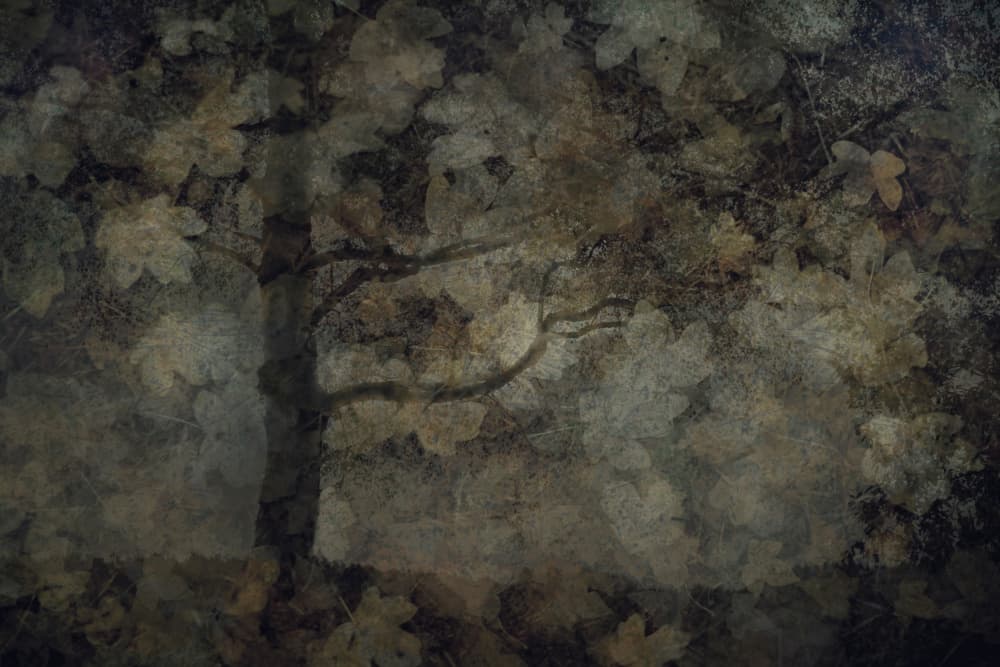 Dark forest by Nel Talen — canvas wall art