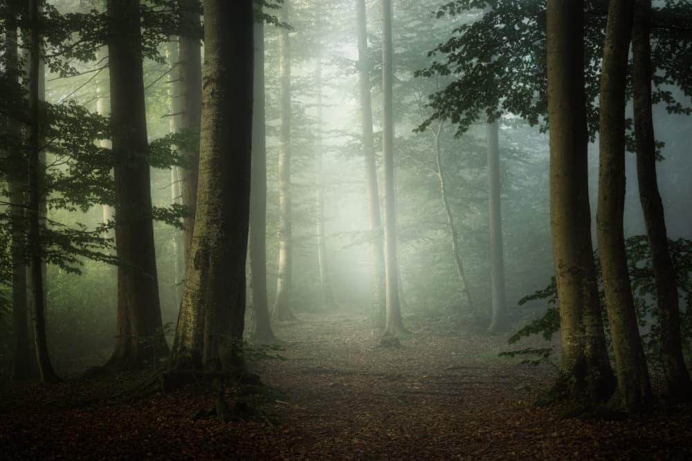 Misty Forest Path