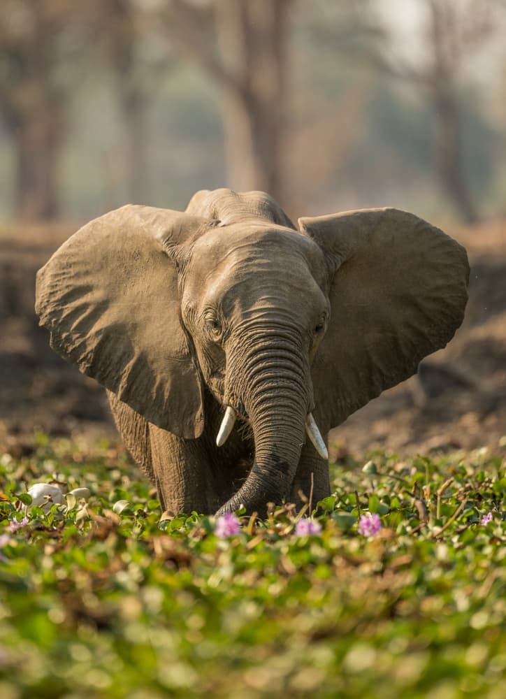 African Elephant In Bloom by Jaco Marx — canvas wall art