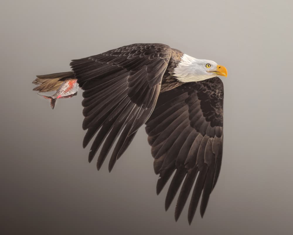 Bald Eagle with Salmon by Nichole Chen — canvas wall art