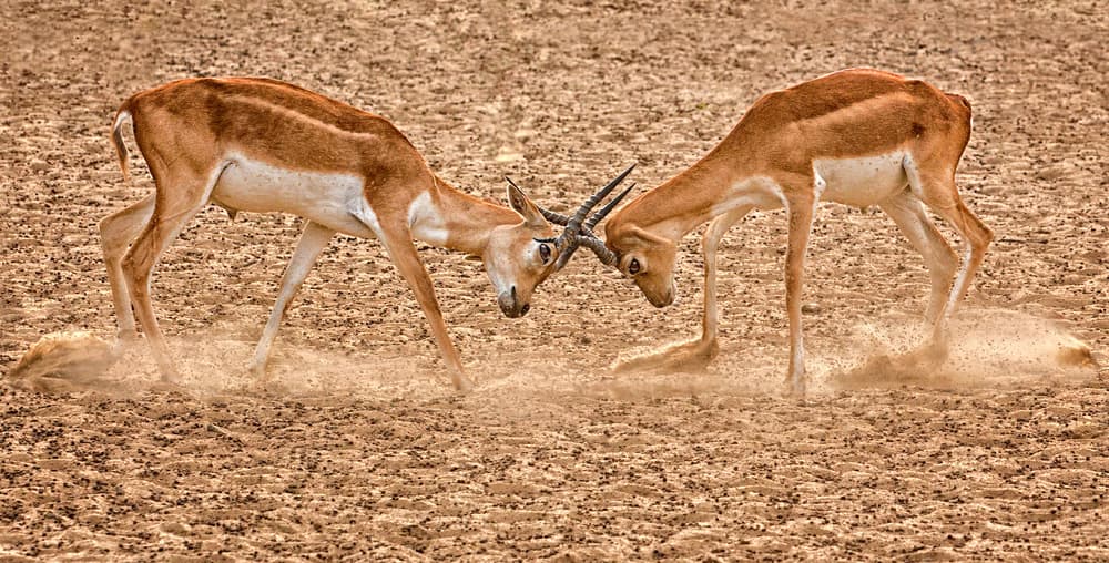 Antelope Fight Dust by Sayyed Nayyer Reza — canvas wall art
