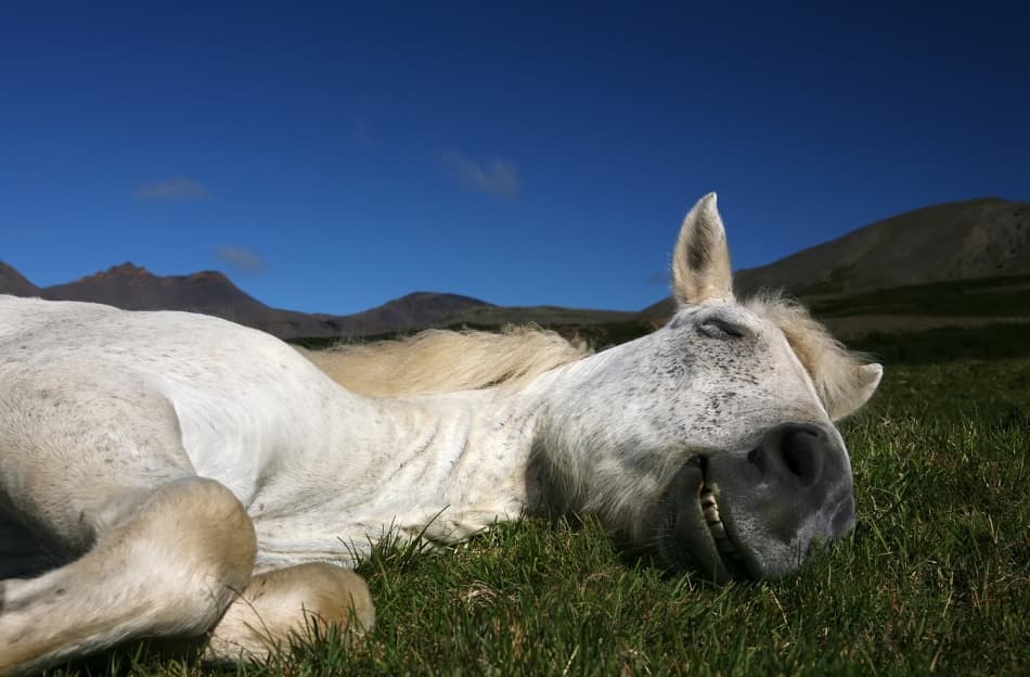 Happy Sleeping Horse by Bragi Ingibergsson - BRIN — canvas wall art