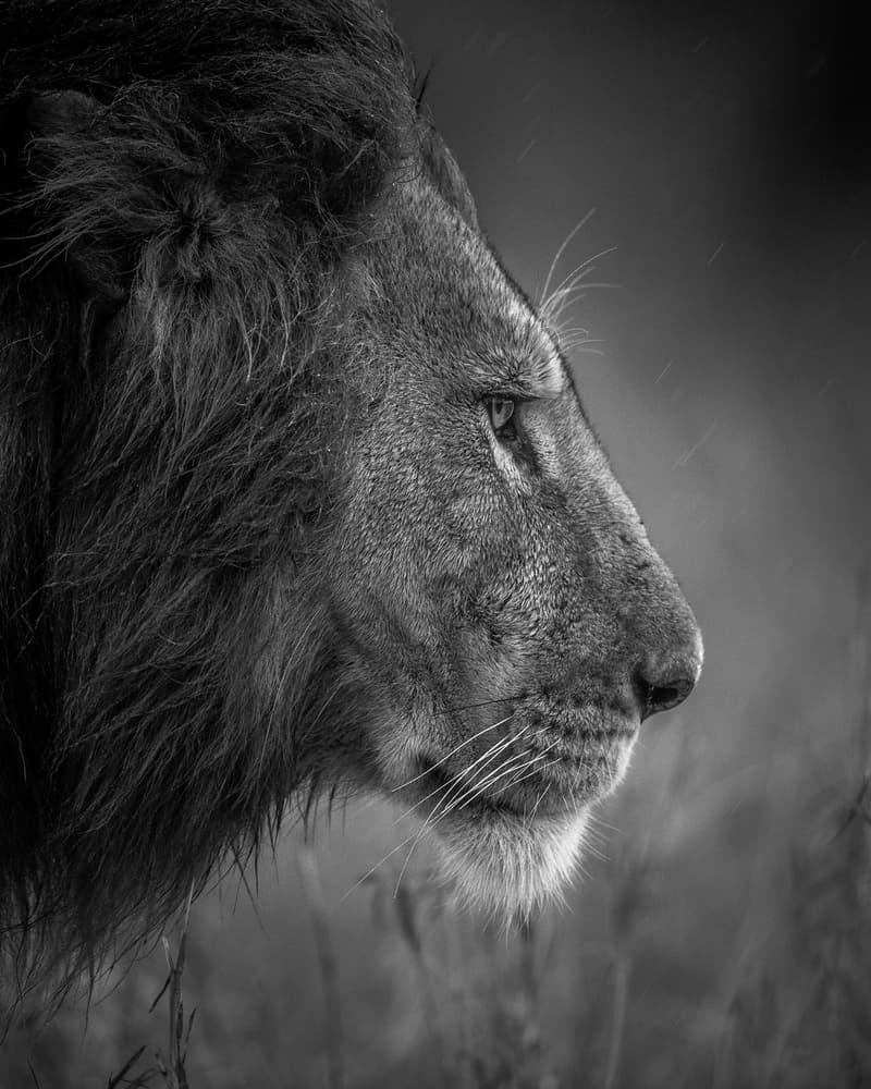 Regal Lion in Rain by Faisal ALnomas — canvas wall art