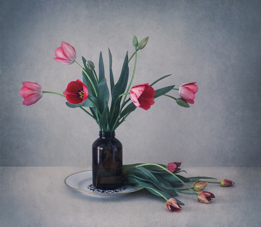 Muted Tulip Still Life by Dimitar Lazarov - Dim — canvas wall art