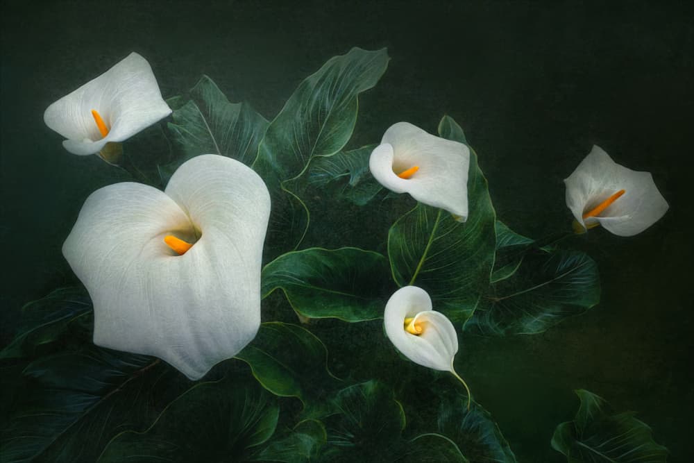 Elegant Calla Lily Blooms by Catherine Wang — canvas wall art