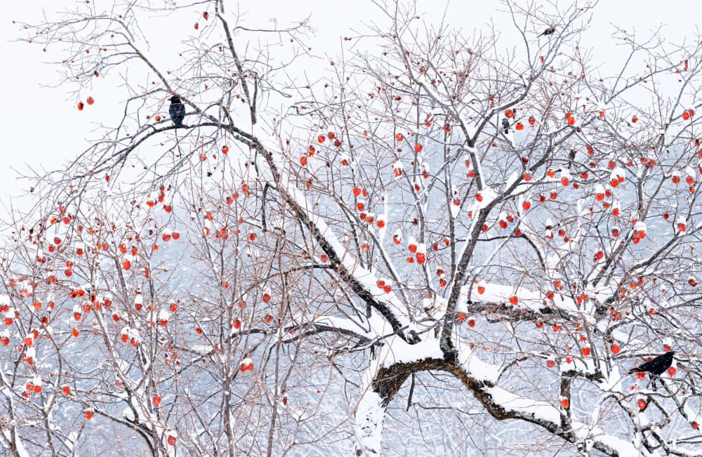 Snowy Persimmon Tree Birds by Mutsumi Iwakura — canvas wall art