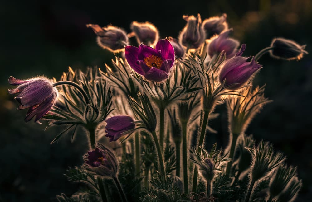 Golden Hour Pasque Blooms by Petra Dvorak — canvas wall art