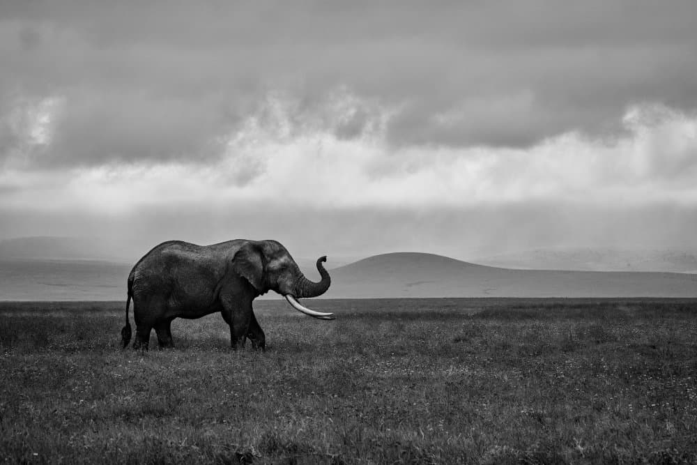 Majestic African Elephant by Luís Godinho — canvas wall art