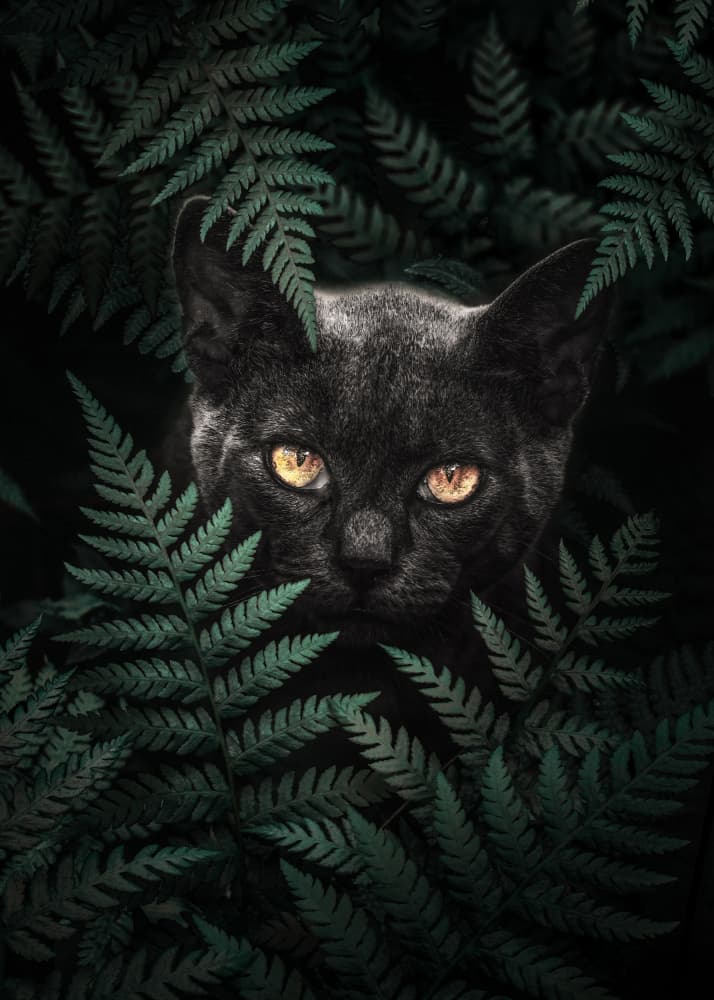 Mysterious Jungle Cat by Ariz Rab — canvas wall art