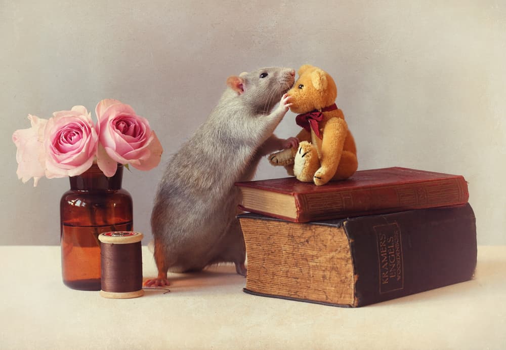 Curious Rat and Teddy by Ellen van Deelen — canvas wall art