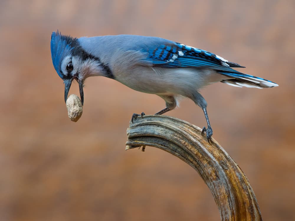 Blue Jay Peanut Feast by Patrick Dessureault — canvas wall art