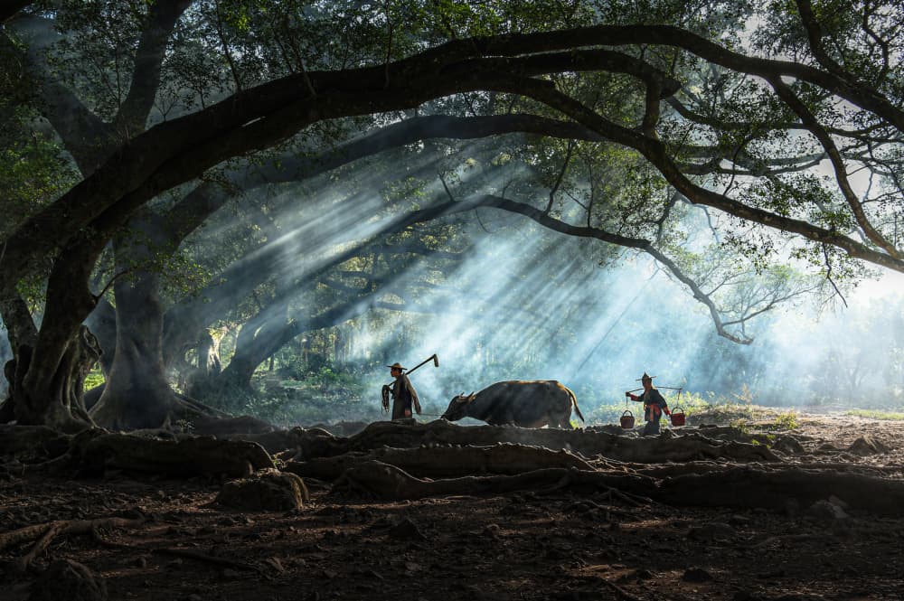 Misty Morning Farmers by Jian Wang — canvas wall art