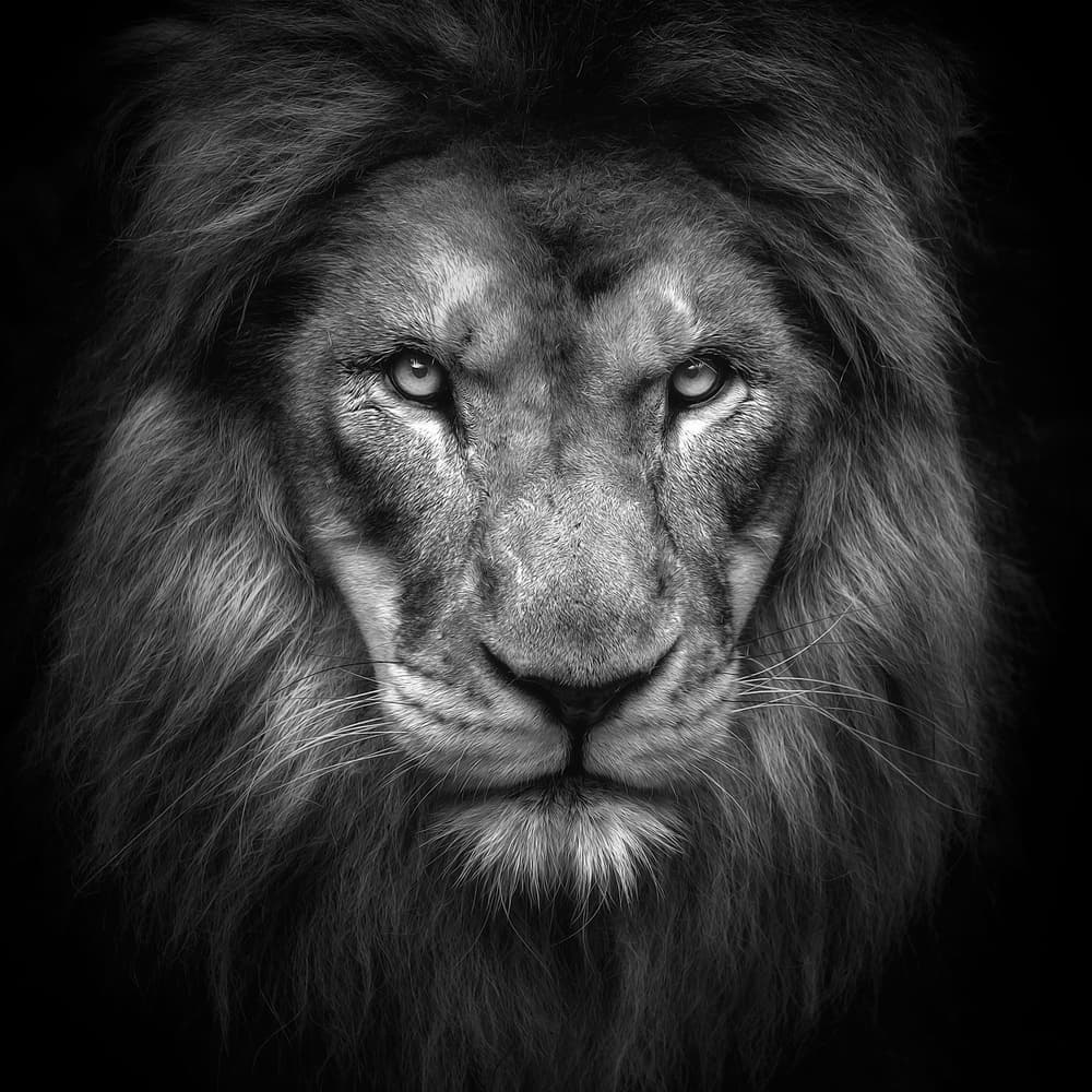 Majestic Lion Gaze by Eiji Itoyama — canvas wall art