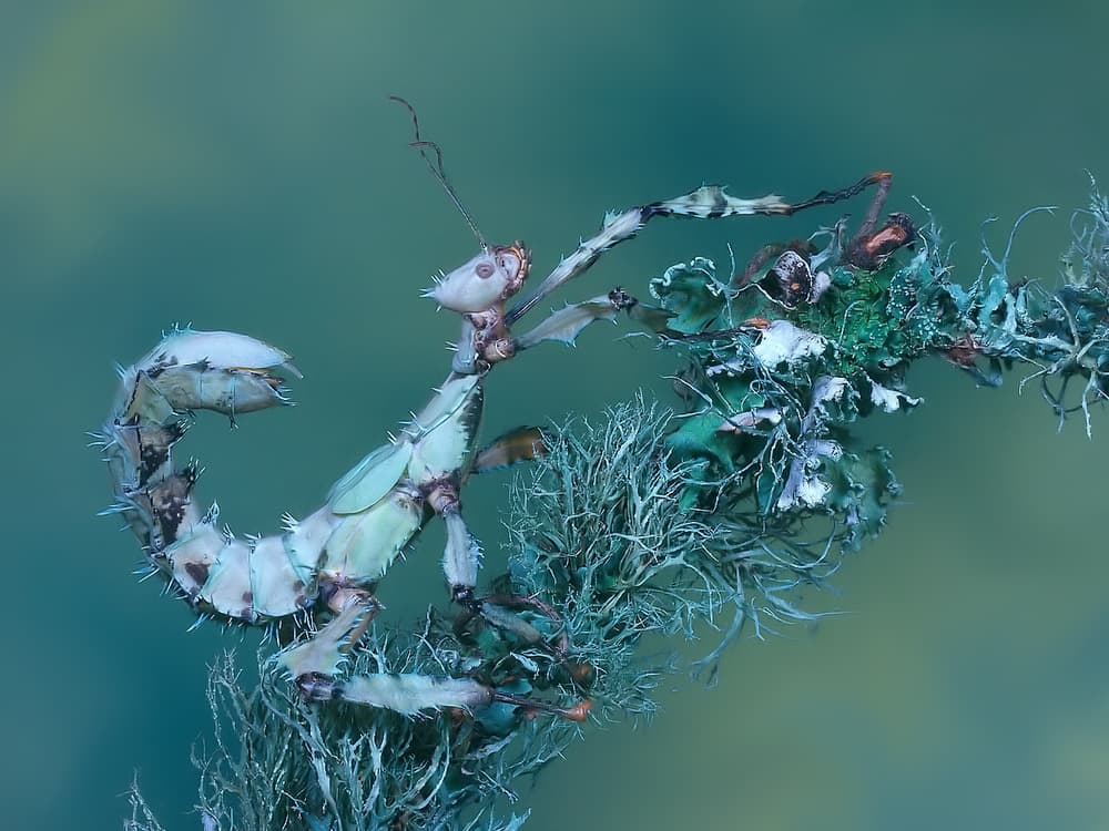 Praying Mantis Camouflage by Jimmy Hoffman — canvas wall art