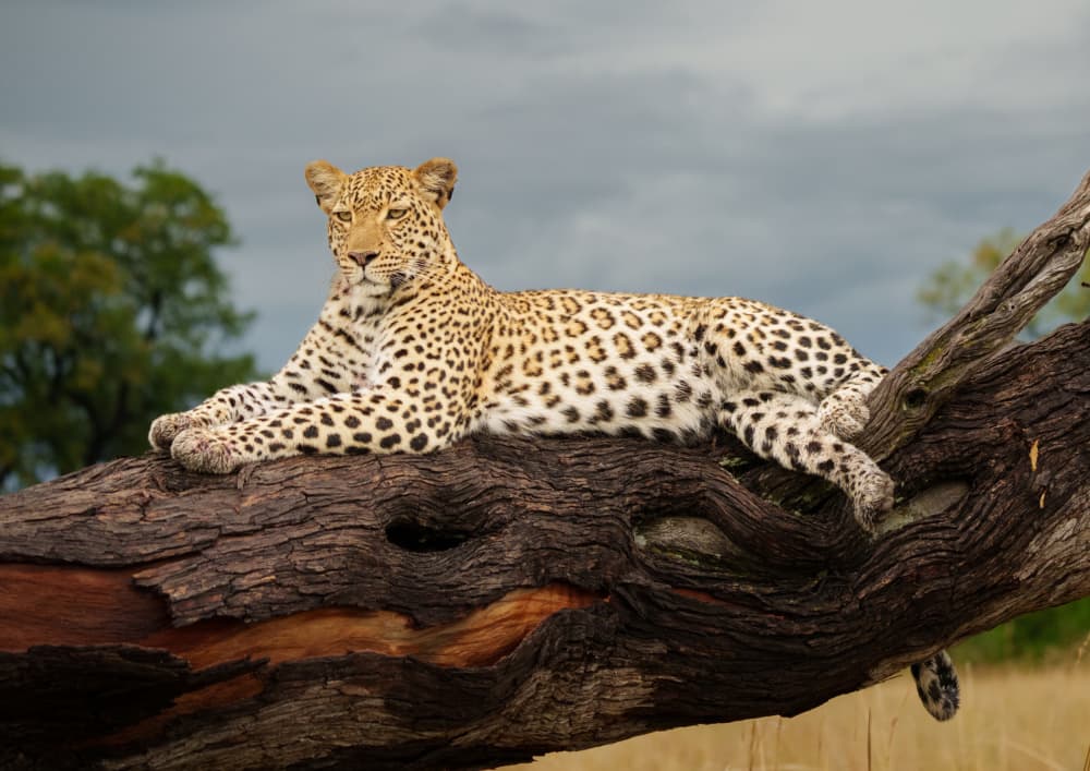 Majestic Leopard on Branch by Etienne Steenkamp — canvas wall art