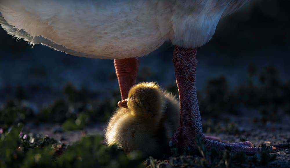 Mother Duckling Warmth by Chuanxu Ren — canvas wall art