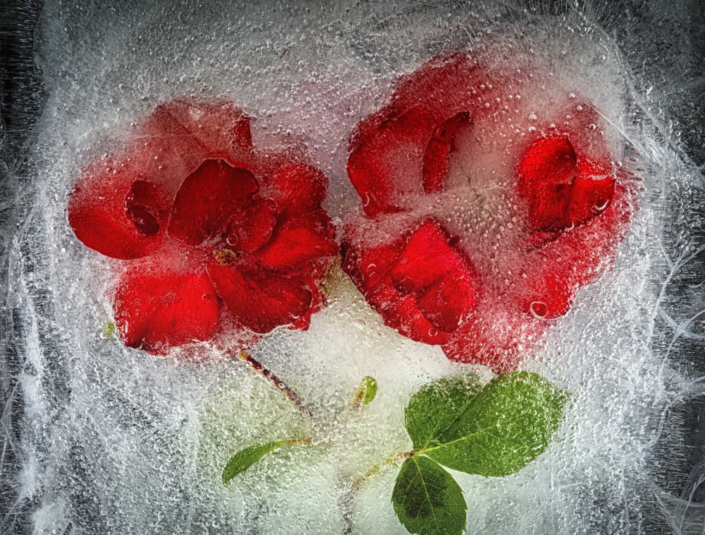 Frozen Red Roses by Secundino Losada — canvas wall art