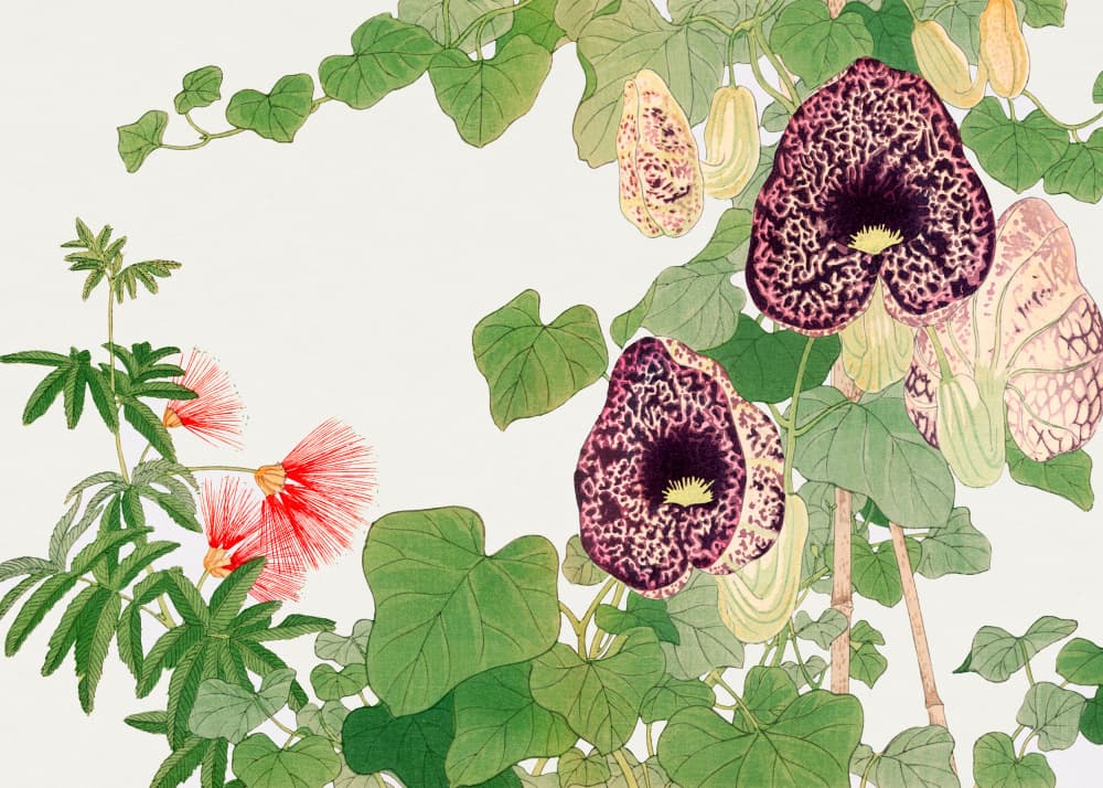 Albizia & Aristolochia Flower No.2 by Tanigami Konan — canvas wall art