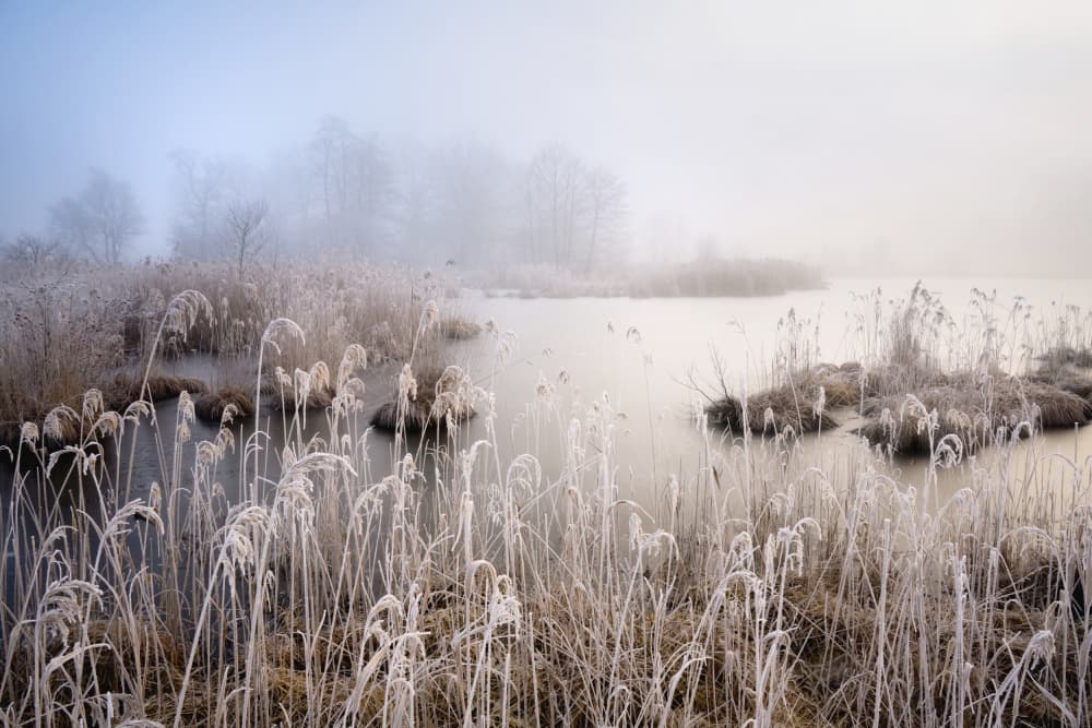 Frosted Reeds and Mist by Ulrike Eisenmann — canvas wall art