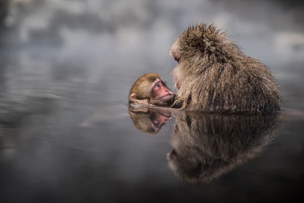 Tender Snow Monkey Moment by Takeshi Marumoto — canvas wall art