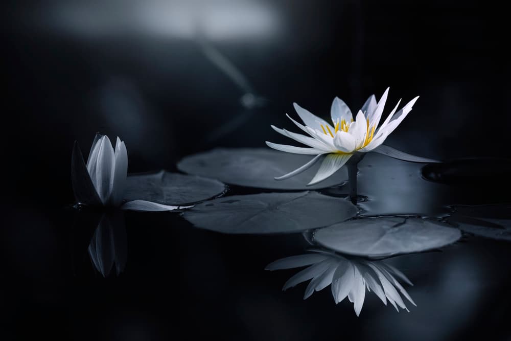 Serene Water Lilies by Takashi Suzuki — canvas wall art