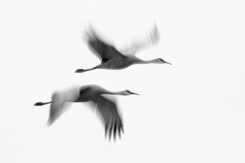 Cranes in Motion by John Fan — canvas wall art