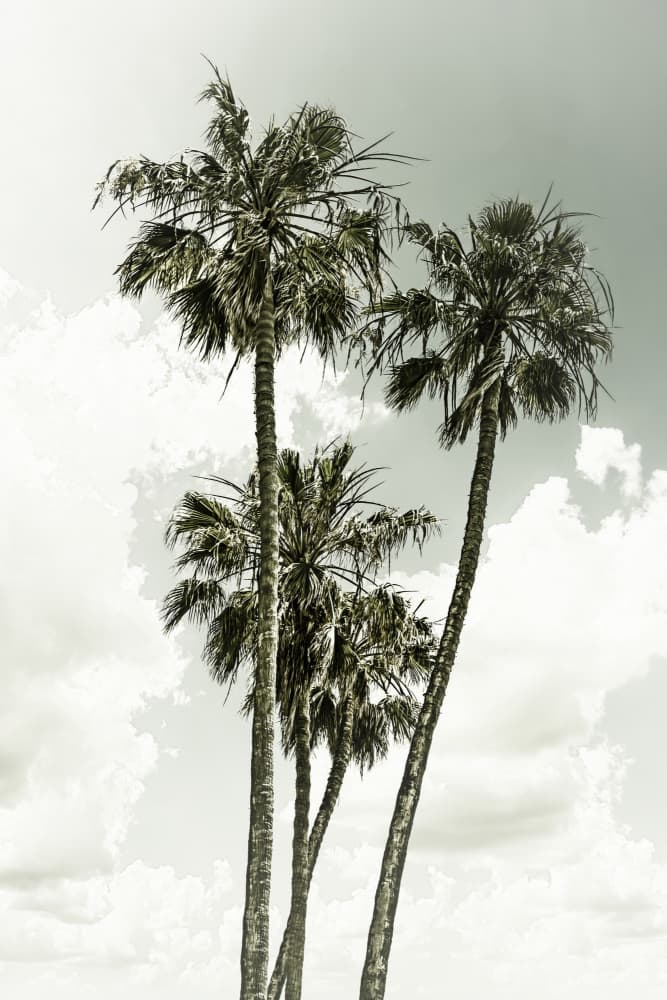 Vintage Tropical Palms by Melanie Viola — canvas wall art
