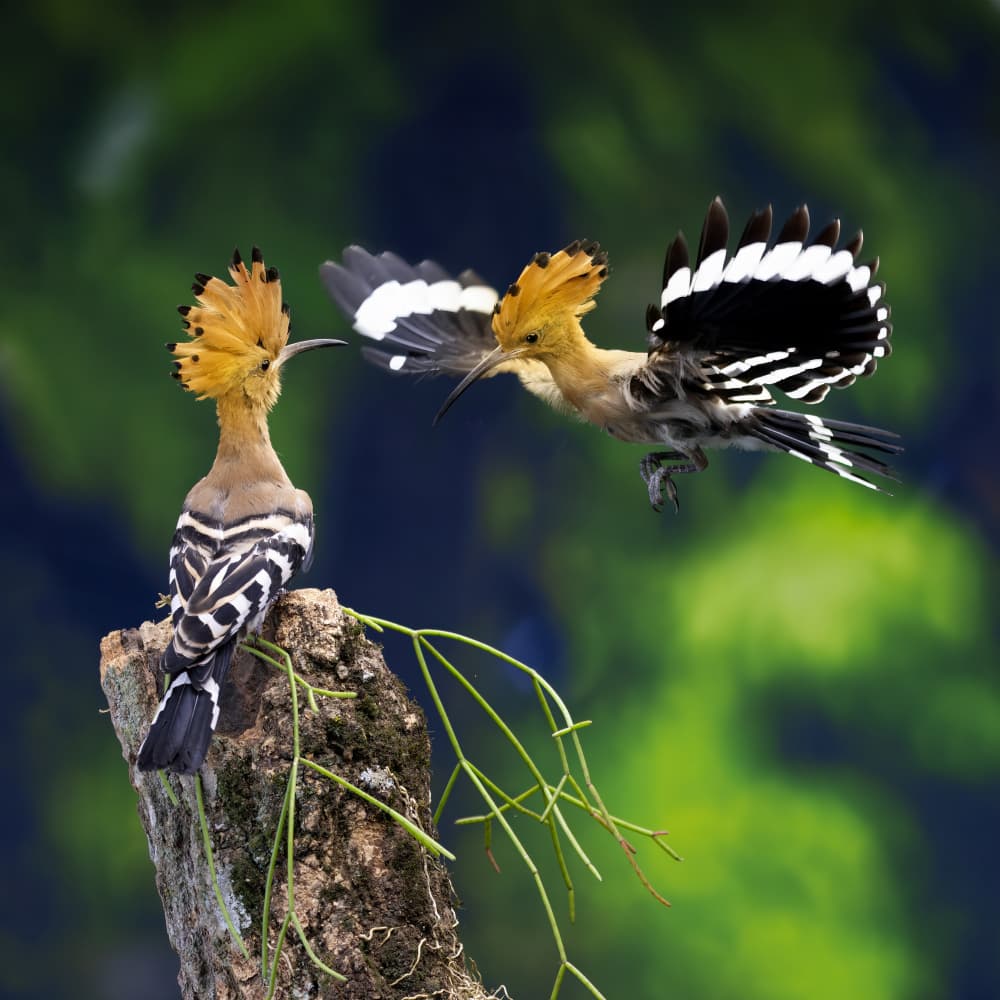 Hoopoes Mid-flight Interaction by Lisdiyanto Suhardjo — canvas wall art