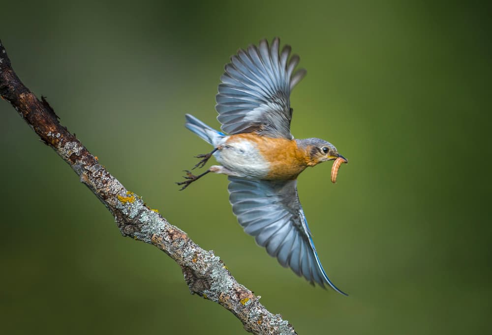 Flying Bluebird With Worm by Larry Deng APA — canvas wall art