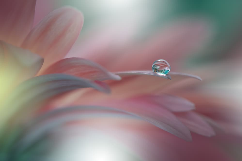 Delicate Water Drop by Juliana Nan — canvas wall art