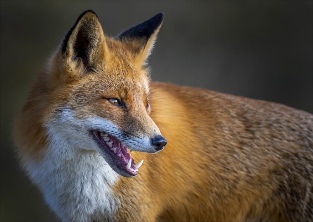 Smiling Red Fox by Chris Coenders — canvas wall art