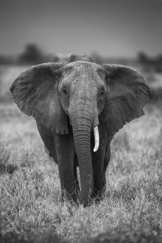 Majestic African Elephant by Jaco Marx — canvas wall art