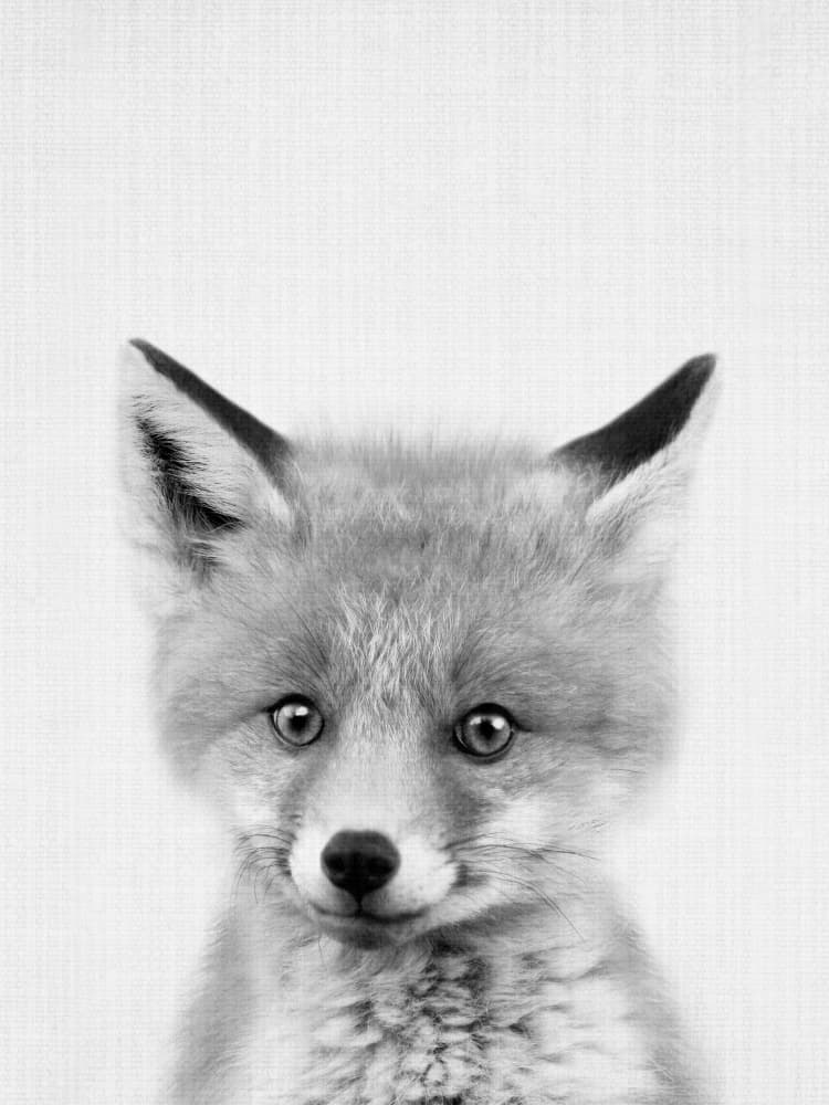 Curious Fox Kit by Lila &amp; Lola — canvas wall art