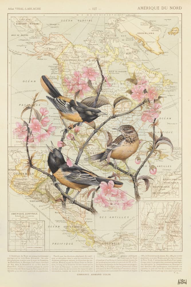 Vintage Map with Orioles by thomas chedeville — canvas wall art