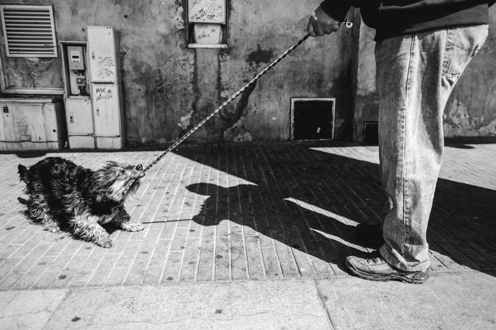 Feisty Street Dog by Boris Hristov — canvas wall art