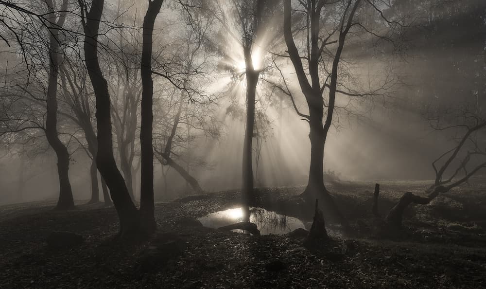 Foggy Forest Sun Rays by Juan I. Cuadrado — canvas wall art