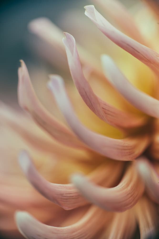 Soft Dahlia Petals by Javier Pardina — canvas wall art