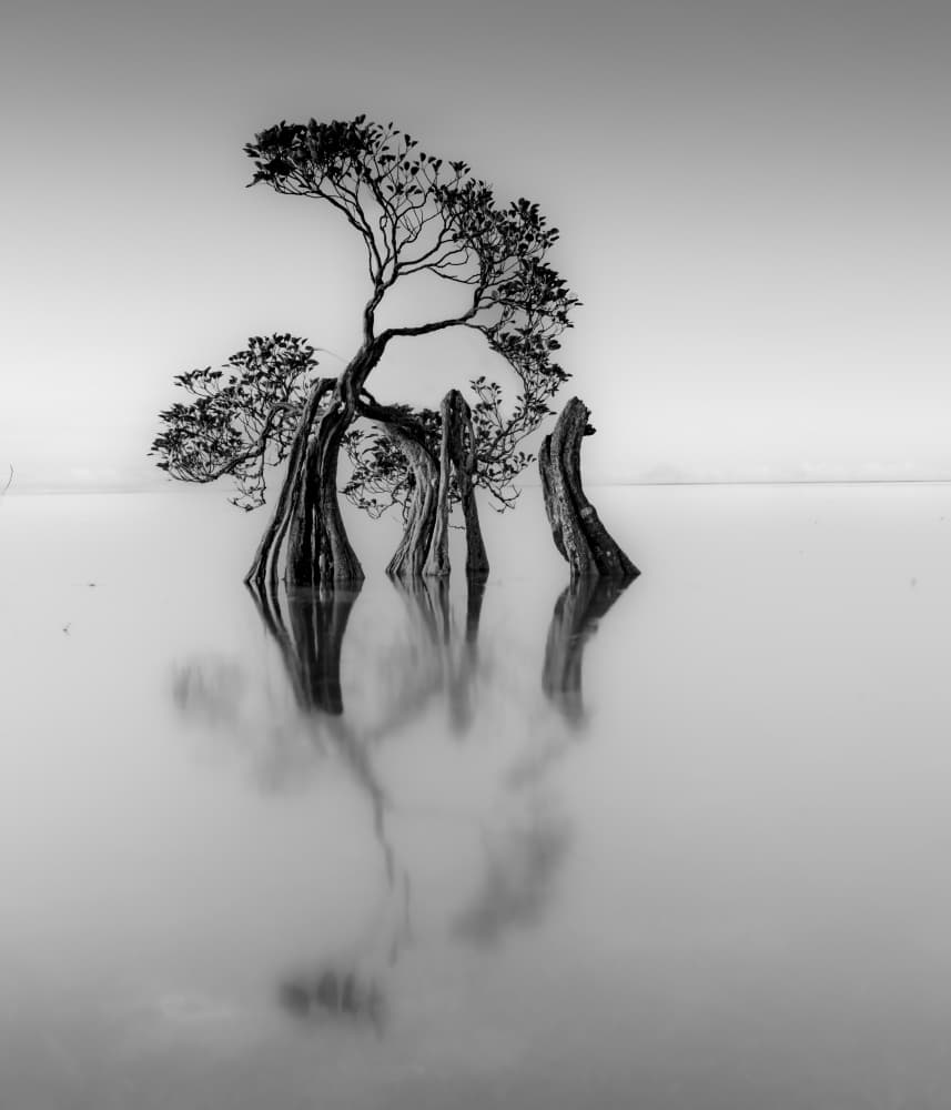 Graceful Water Trees by Robert Bolton — canvas wall art