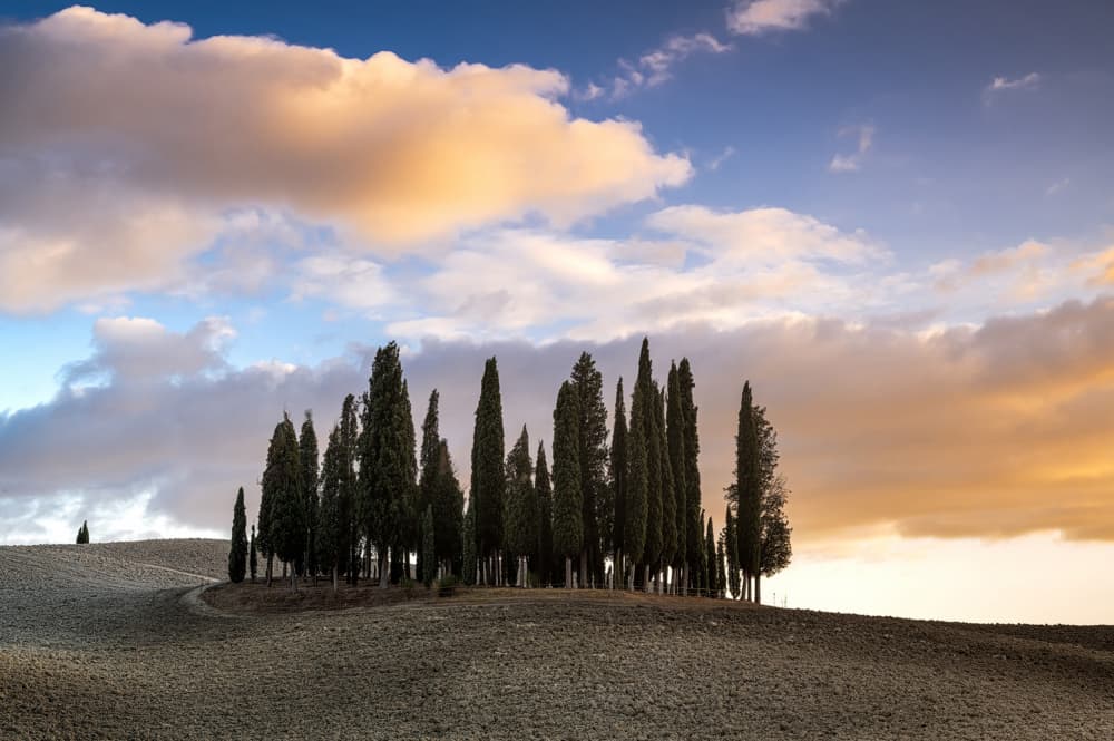 Tuscan Cypress Serenity by Biffi Pietro — canvas wall art