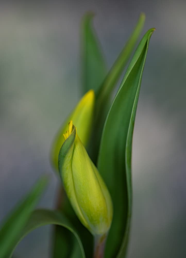 Green Tulip Buds by Monique van Velzen — canvas wall art