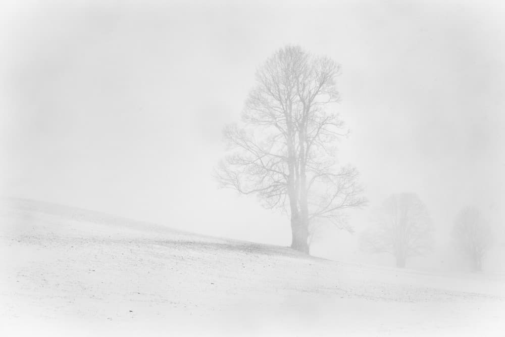 Misty Winter Tree by Annie Keizer — canvas wall art