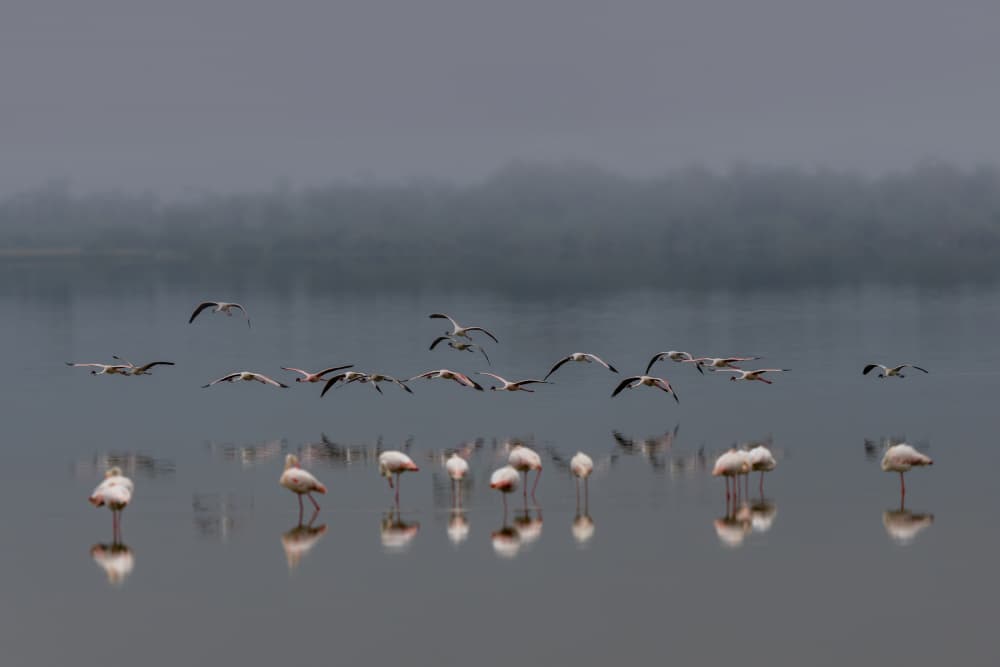 Misty Lake Flamingos by HuongHoang — canvas wall art