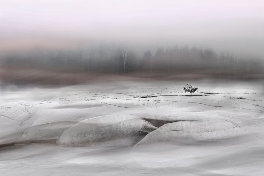 Solitary Winter Tree by Christina Sillèn — canvas wall art