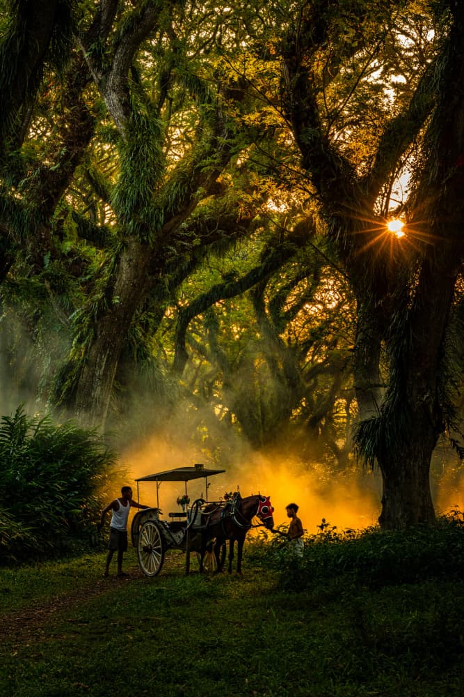 Golden Forest Journey by Joseph Ng — canvas wall art
