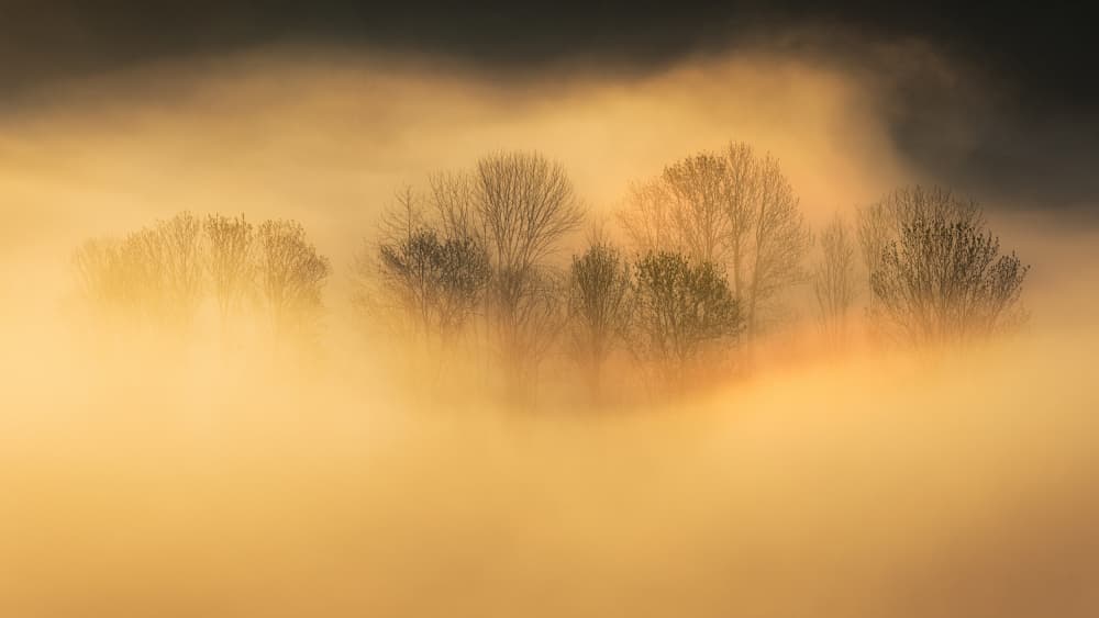 Golden Foggy Trees by Vlad Paulet — canvas wall art